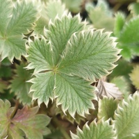 Potentilla atrosanguinea var. argyrophylla CC7185
